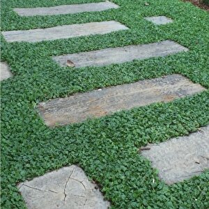Dona Dayanıklı Dichondra Repens Fare Kulağı Tohumu(100 Tohum)
