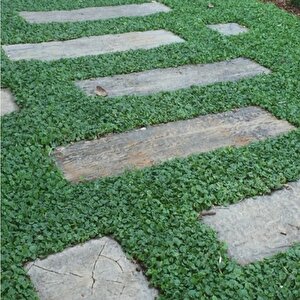 Dona Dayanıklı Dichondra Repens Fare Kulağı Tohumu(100 Tohum)
