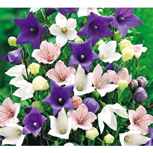 Dona Dayanıklı Platycodon İri Mixed Çiçekli Balon Çiçeği Tohumu(100 Tohum)