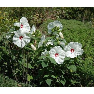 Süt Beyazı  Hibiscus Çiçeği Tohumu(20 Adet)