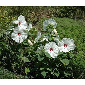 Süt Beyazı  Hibiscus Çiçeği Tohumu(20 Adet)