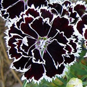 Dianthus Heddewigii Black White Karanfil Çiçeği Tohumu (100 Adet)