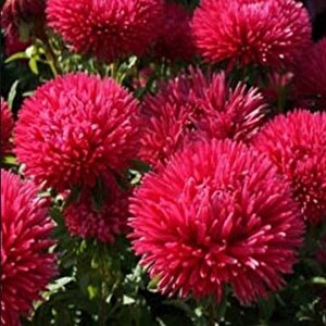 Pompon Paeony Duchesse Crimson  Aster Çiçeği Tohumu (50 Tohum)