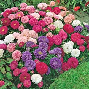 Pompon Paeony Duchesse Crimson  Aster Çiçeği Tohumu (50 Tohum)
