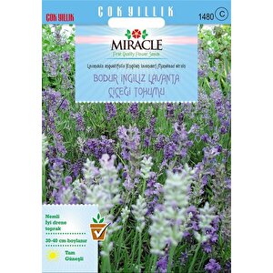 Miracle Munstead Strain Bodur İngiliz Lavanta Çiçeği Tohumu (95 Tohum)