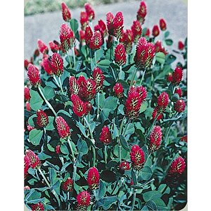 Red Love Trifolium Çiçeği Tohumu(50 Tohum)