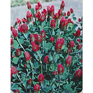 Red Love Trifolium Çiçeği Tohumu(50 Tohum)