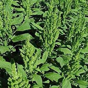 Yeşil Renkli Amaranthus(horoz İbiği) Çiçeği Tohumu(50 Tohum)