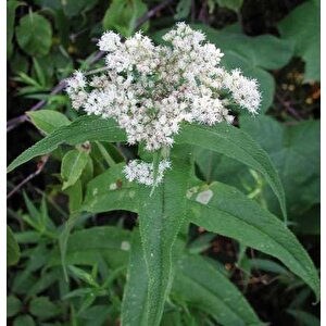 Şifali Boneset Çiçeği Tohumu(50 Tohum)