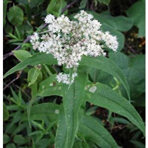 Şifali Boneset Çiçeği Tohumu(50 Tohum)
