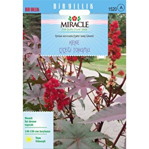 Miracle Gibsonii Kene (castor Bean) Çiçeği Tohumu (5  Tohum)