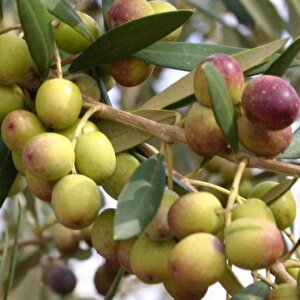 İspanyol Bodur Arbequina Zeytin Tohumu (100 Tohum)