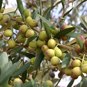 İspanyol Bodur Arbequina Zeytin Tohumu (100 Tohum)
