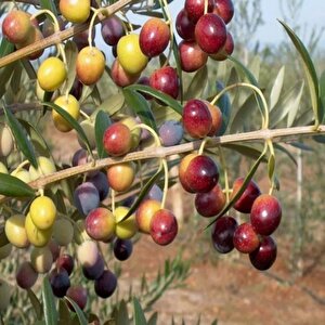 İspanyol Bodur Arbequina Zeytin Tohumu (100 Tohum)