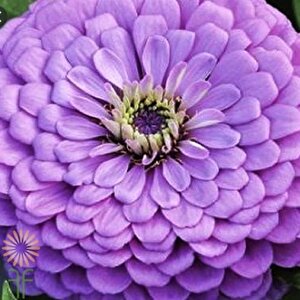 Dahlia Çiçekli Dream Rosy Lavender Zinya Çiçeği Tohumu(40 Tohum)