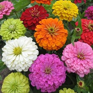 Dahlia Çiçekli Dream Rosy Lavender Zinya Çiçeği Tohumu(40 Tohum)
