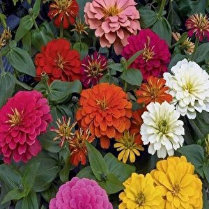 Dahlia Çiçekli Dream Rosy Lavender Zinya Çiçeği Tohumu(40 Tohum)