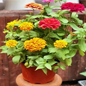 Dahlia Çiçekli Dream Rosy Lavender Zinya Çiçeği Tohumu(40 Tohum)