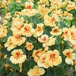 Tropaeolum Peach Melba Latin Çiçeği Tohumu (10 Adet)