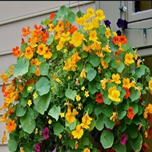 Tropaeolum Peach Melba Latin Çiçeği Tohumu (10 Adet)