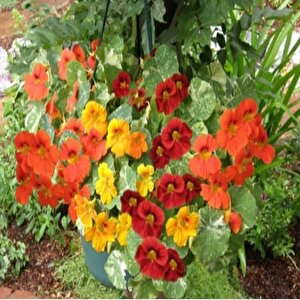 Tropaeolum Peach Melba Latin Çiçeği Tohumu (10 Adet)