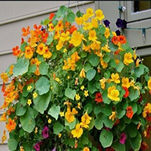 Tropaeolum Peach Melba Latin Çiçeği Tohumu (10 Adet)