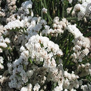 Limonium Sinuatum Pure White Deniz Lavantası Tohumu(30 Tohum)