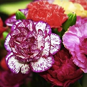 Dianthus Heddewigii Gaiety Katmerli İri Karanfil Çiçeği Tohumu(100 Adet)