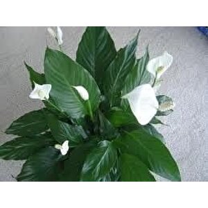 Spathıphyllum Barış(yelken Çiçeği) Çiçeği Tohumu(10 Tohum)