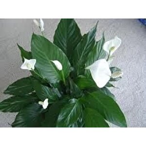Spathıphyllum Barış(yelken Çiçeği) Çiçeği Tohumu(10 Tohum)