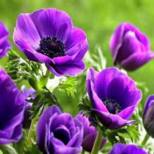 Pulsatilla Vulgaris Violet Dağ Lalesi Anemon Çiçeği Tohumu (5 Tohum)