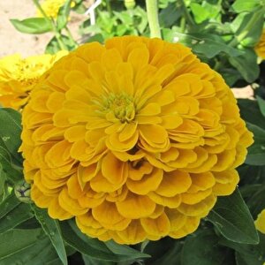 Super Yoga Elegans Golden Yellow Zinya Çiçeği Tohumu(40 Tohum)