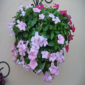 Vinca Rosea Soft Pink Rozet Çiçeği Tohumu (20 Tohum)