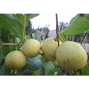 Doğal Sarı Guava Tohumu(10 Tohum)