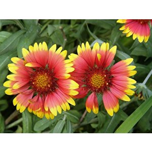 İndian Blanket Gaillardia Gayret Çiçeği Tohumu(30 Adet)