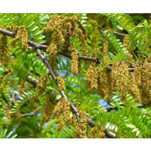 Gleditsia Triacanthos Gladiçya Ağacı Tohumu (5 Tohum)