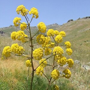 Doğal Çakşır(çavşır) Otu Tohumu(1000 Adet) Sınırlı Sayıda