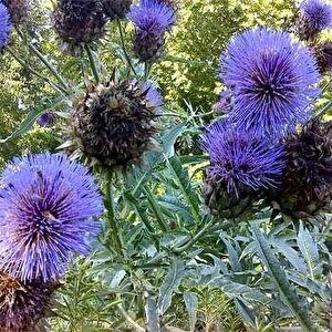 Kenger Otu(cynara Cardunculus) Tohumu(5 Tohum)