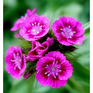 Lila Sweet William Dianthus Barbadus Çiçeği Tohumu(50 Adet)