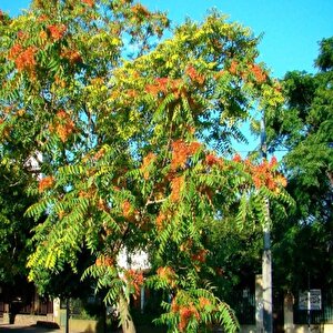 Soğuklara Dayanıklı Ailanthus Altissima Ağacı Tohumu (10 Tohum)