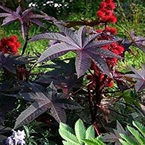 Kırmızı Kene(castor Bean) Çiçeği Tohumu(5 Tohum)