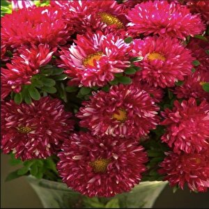 Pompon Fire Beacon Aster Çiçeği Tohumu(50 Tohum)