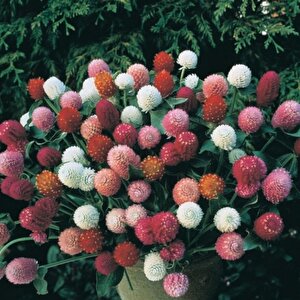 Gomphrena Globosa Mixed Medine Çiçeği Tohumu (50 Tohum)