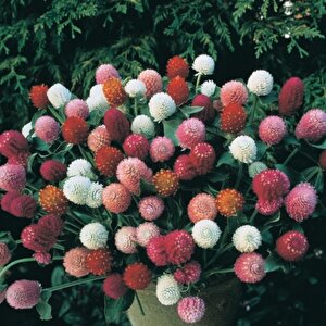 Gomphrena Globosa Mixed Medine Çiçeği Tohumu (50 Tohum)