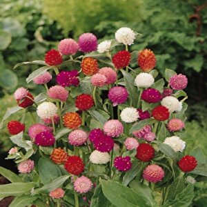 Gomphrena Globosa Mixed Medine Çiçeği Tohumu (50 Tohum)
