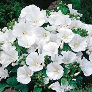 Lavatera Trimestris Regis Pure White Pamuk Çiçeği Tohumu(50 Tohum)