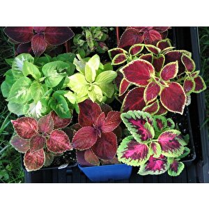 Karışık Renkli Coleus(kolyos) Yaprak Güzeli Çiçeği Tohumu(50 Tohum)