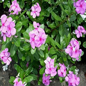 Vinca Rosea Little Pinkie Rozet Çiçeği Tohumu (20 Tohum)