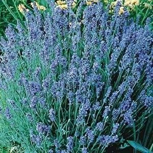 Lady Lavanta Çiçeği Tohumu(20 Tohum)