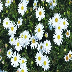 White Splendour Brachycome Çiçeği Tohumu (200 Tohum)